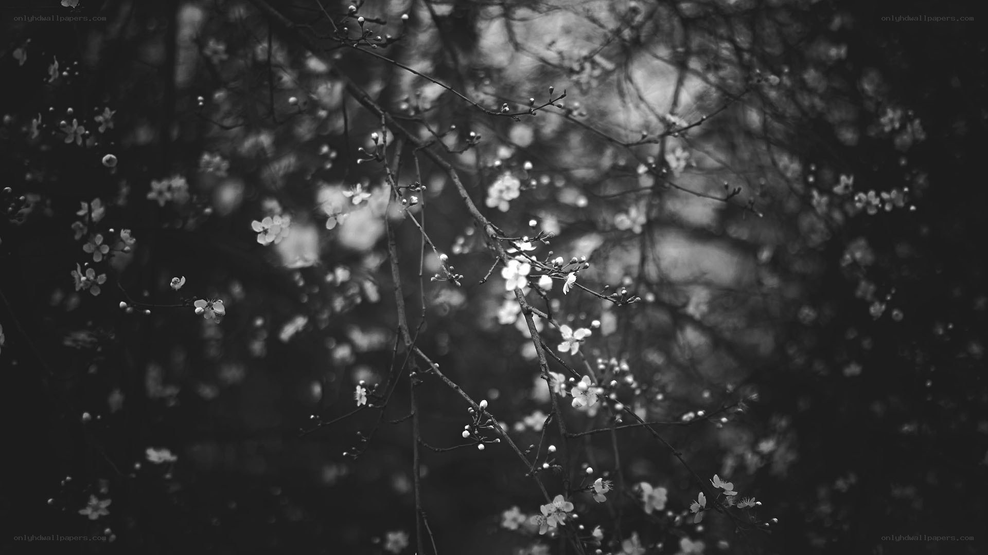 black and white cherry blossoms
