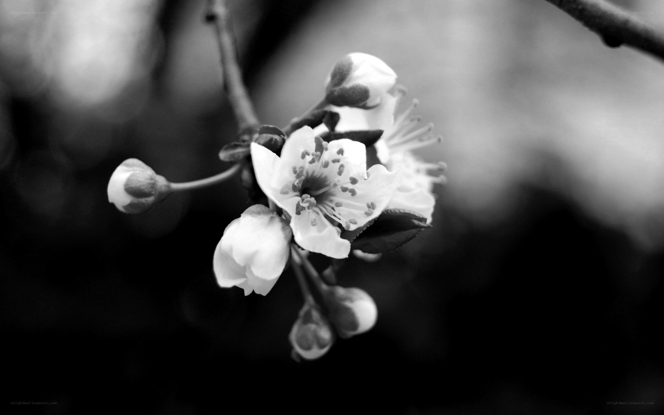 Black and white cherry blossoms