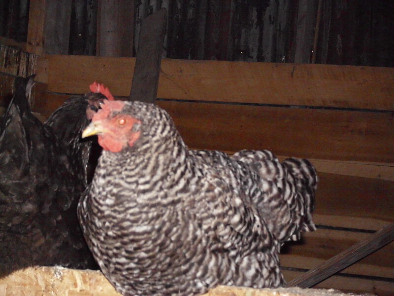 Black and White Chicken
