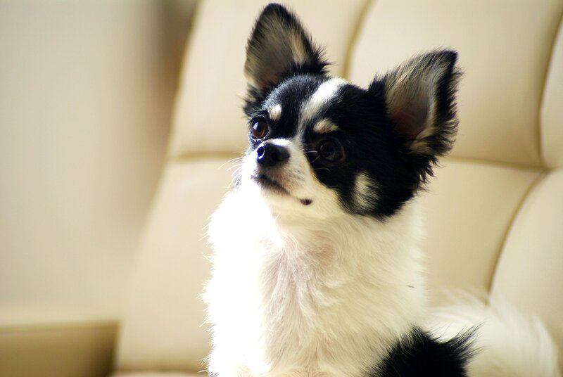 Black and White Chihuahua — Calm
