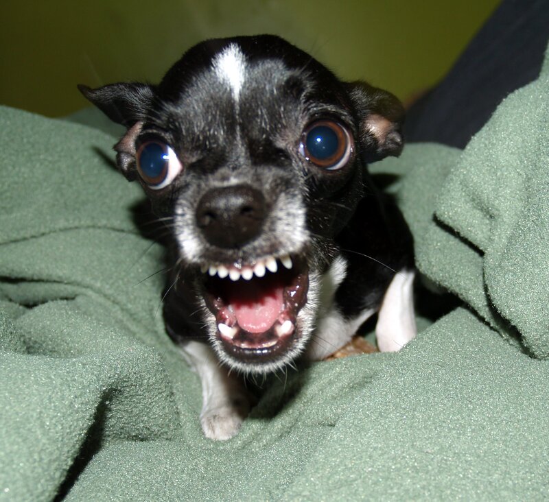 Black and White Chihuahua