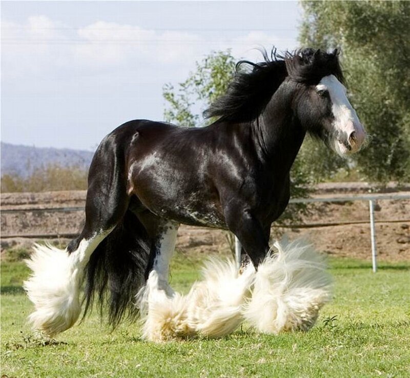 Black and White Clydesdale Horse — Calm