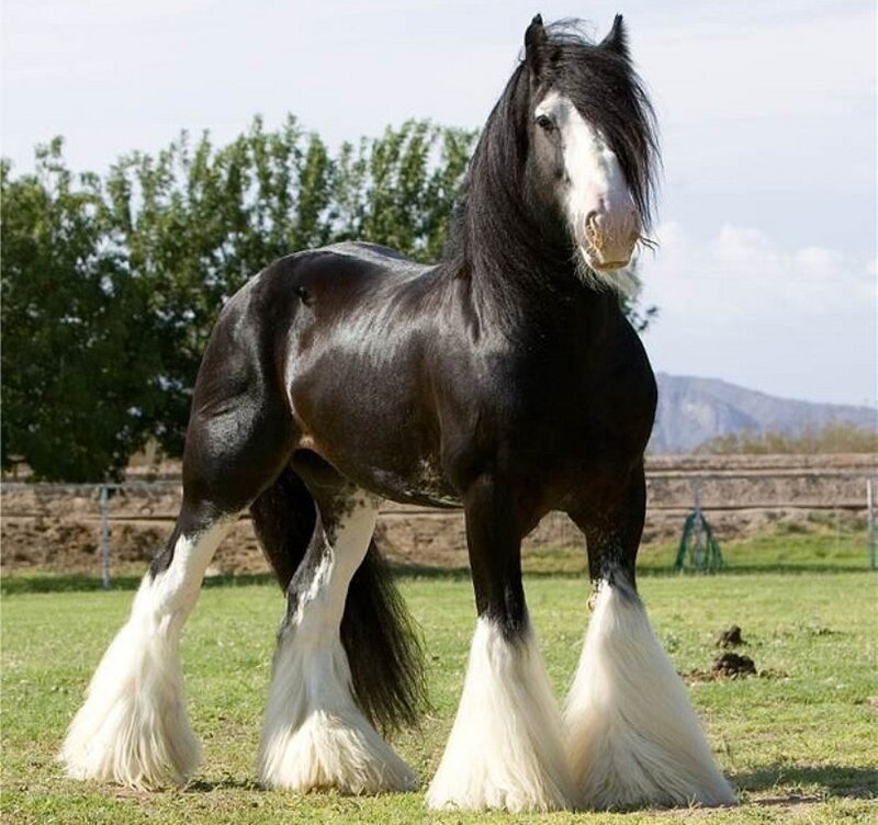 Black and White Clydesdale Horse