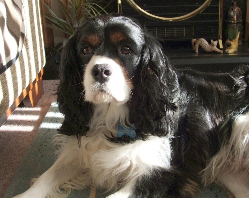 Black and White Cocker Spaniel — Calm