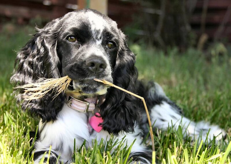 Black and White Cocker Spaniel