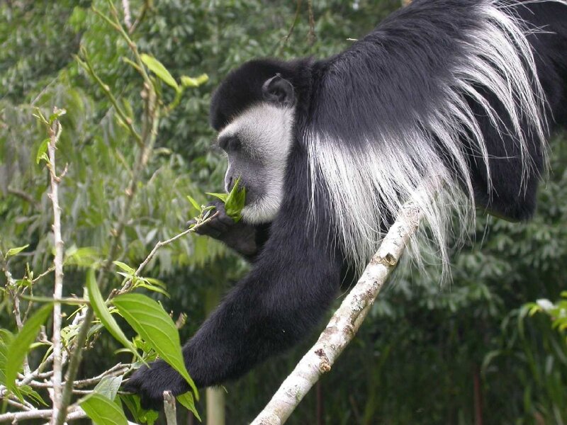 black-and-white colobus monkey