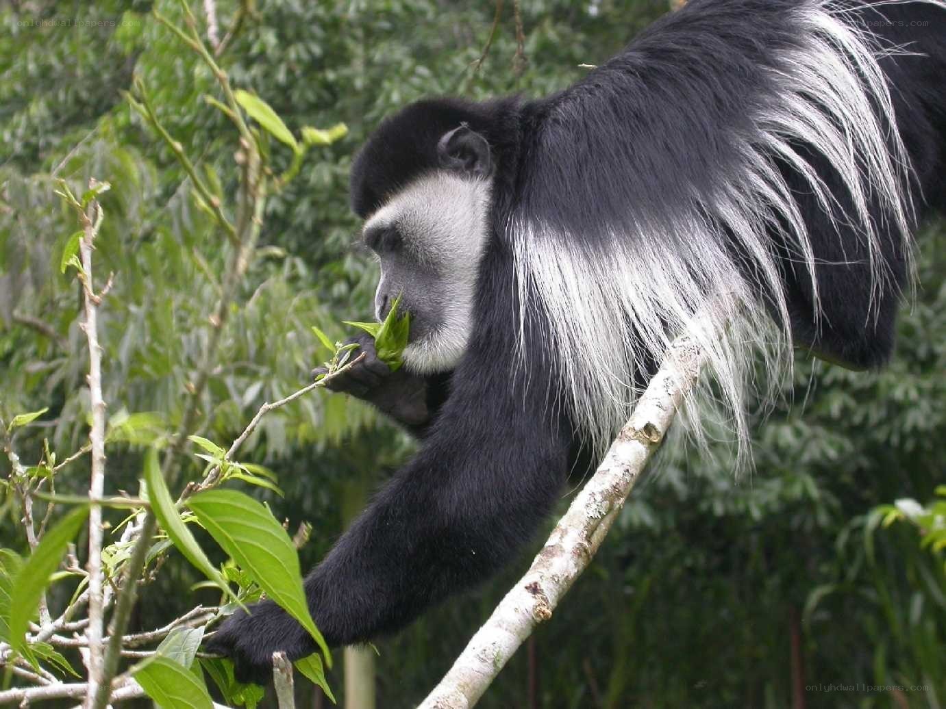 black-and-white colobus monkey