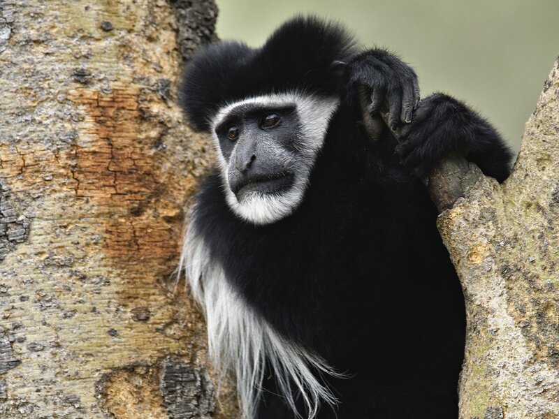 Black-and-white colobus monkey