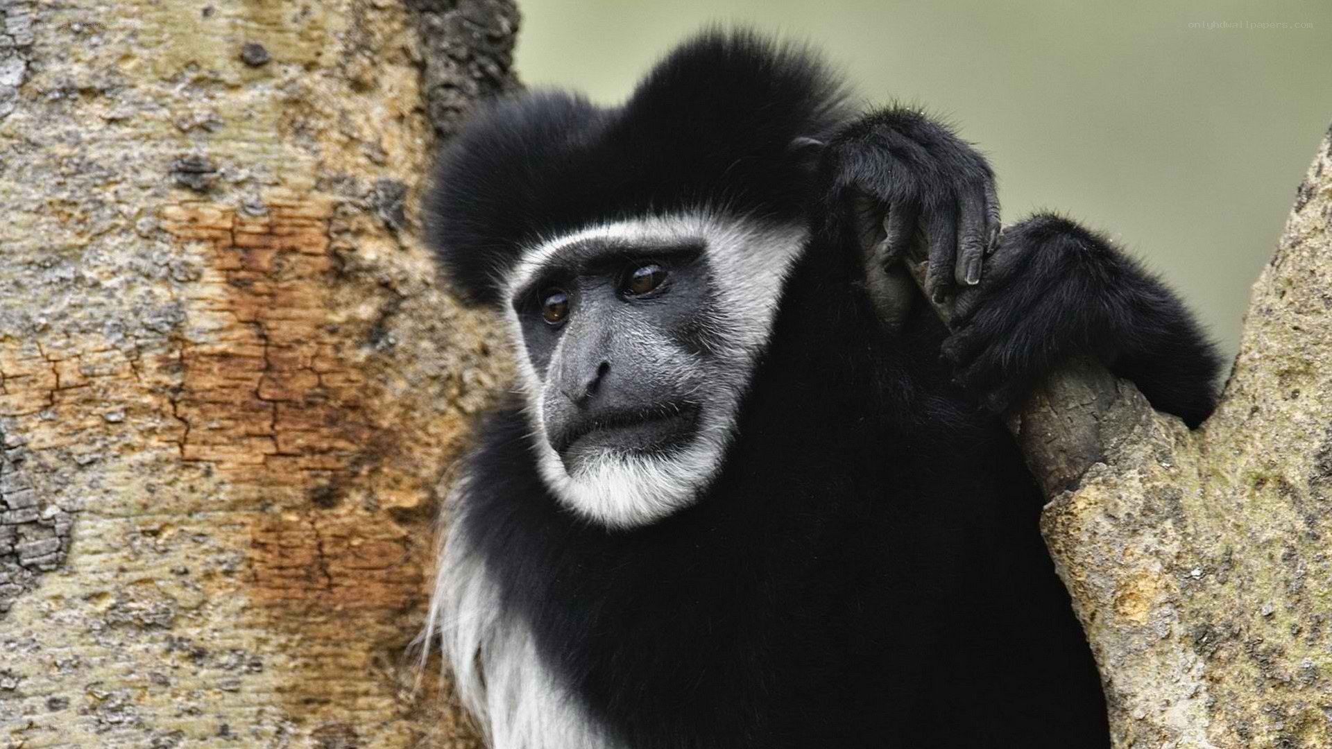 Black-and-white colobus monkey