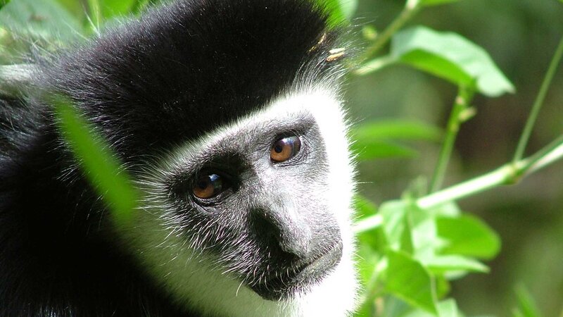 Black-and-white colobus monkey