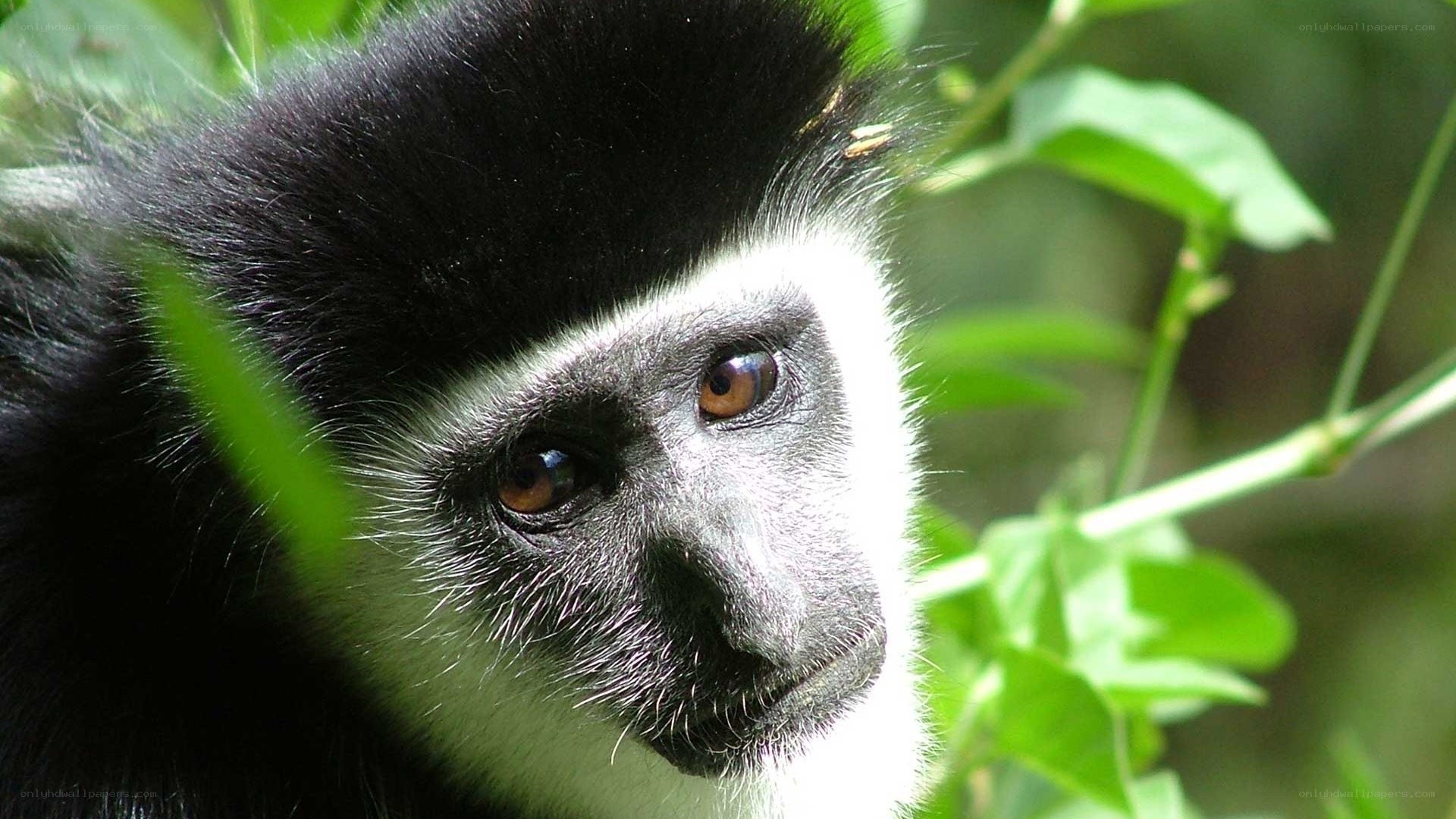 Black-and-white colobus monkey