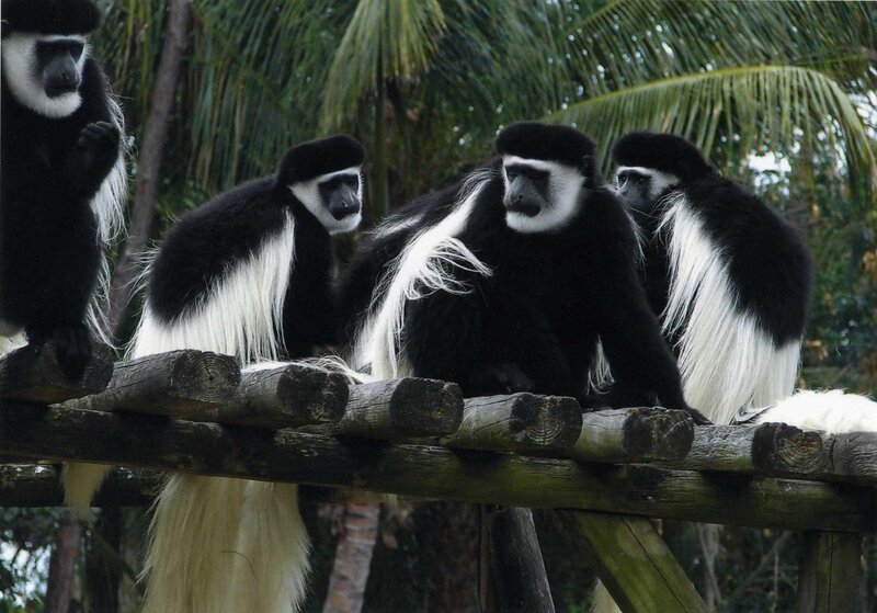 black-and-white colobus monkeys