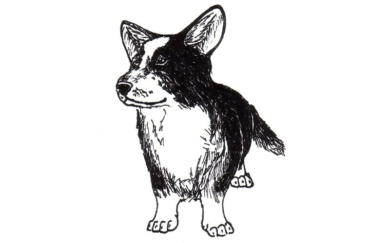 Black and White Corgi