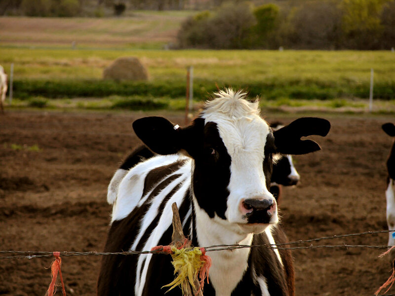 Black and White Cow — Brown