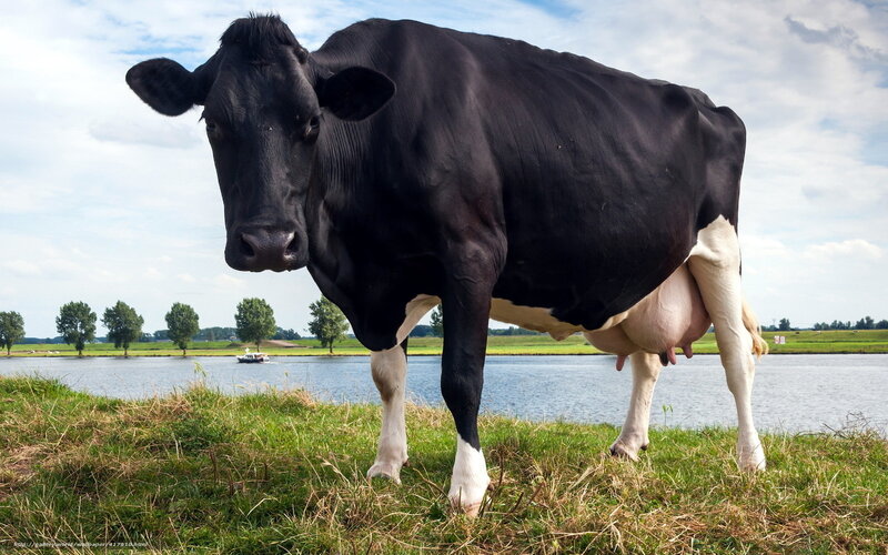 Black and white cow by the river
