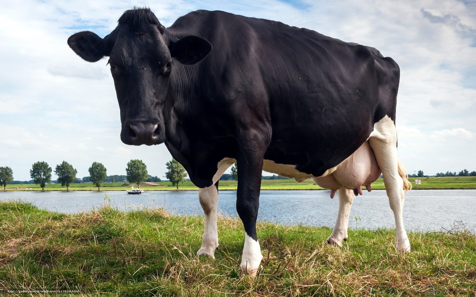 Black and white cow by the river