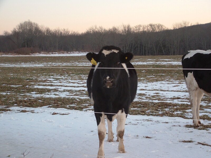 Black and White Cow — Calm