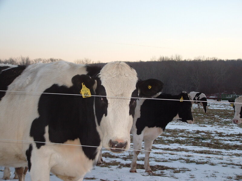Black and White Cow — Calm, Winter