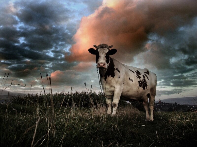 Black-and-white Cow — Gray