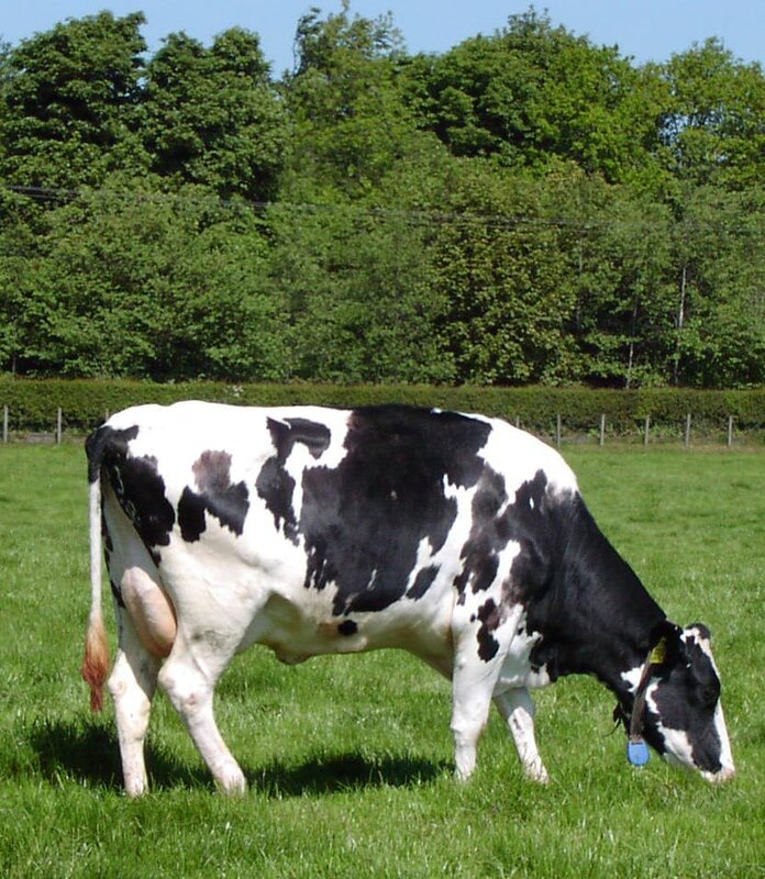Black and white cow grazing