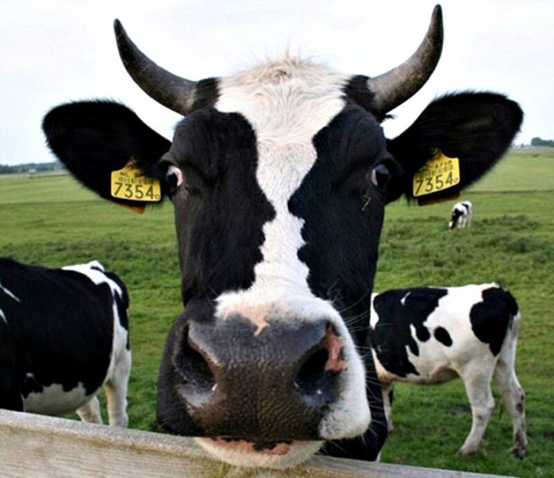 Black and White Cow — Green, Calm, Afternoon