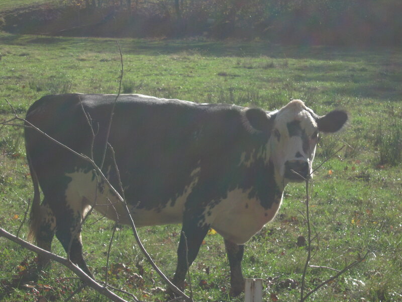 Black and White Cow — Green, Calm