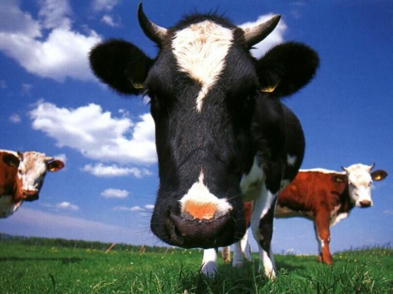 Black and White Cow — Green, Serene, Afternoon, Photograph, Cows