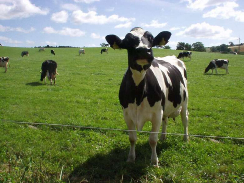 Black and White Cow — Green, Serene, Afternoon, Photograph, Field, Sky