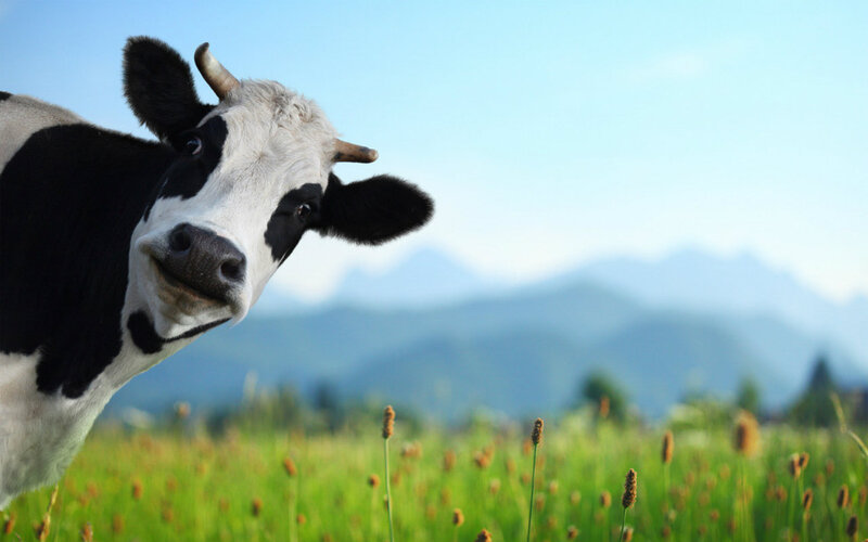 Black and White Cow — Green, Serene, Afternoon, Photograph, Field