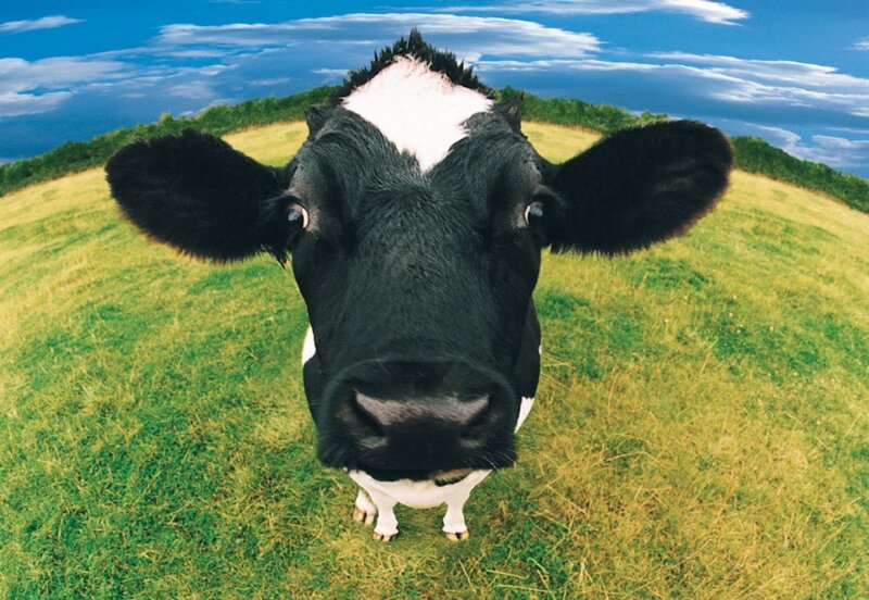 Black and White Cow — Green, Serene, Afternoon, Photograph, Grass Field
