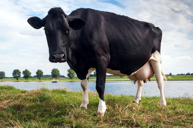 Black and White Cow — Green, Serene, Afternoon, Photograph