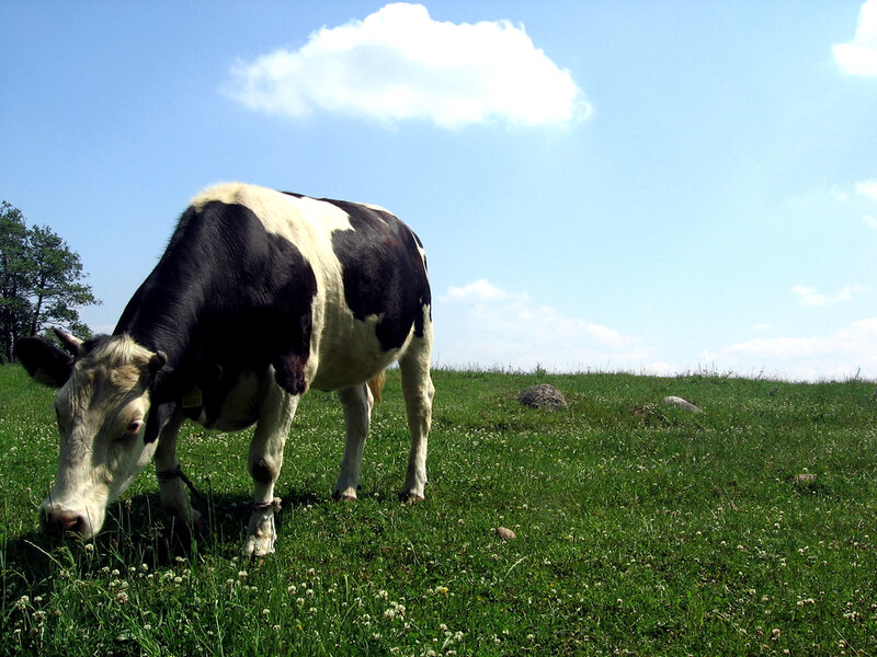 Black and White Cow — Green, Serene, Afternoon