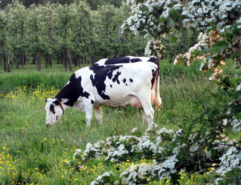Black and White Cow — Green, Serene, Spring