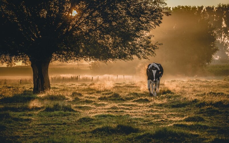 Black and White Cow — Green, Serene, Sunrise
