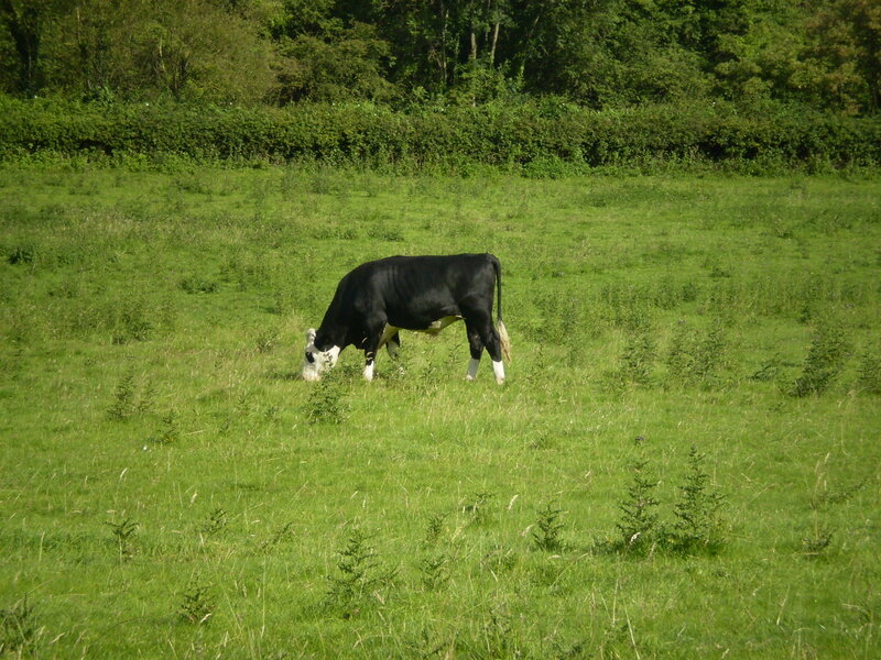 Black and White Cow — Green, Serene