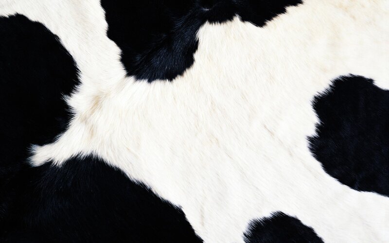 Black and White Cow Hide
