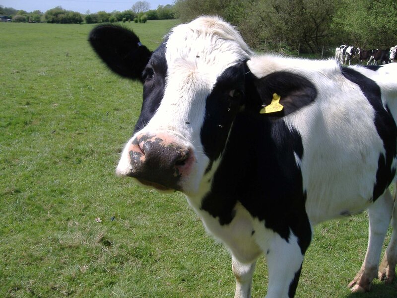 Black and white cow in a field
