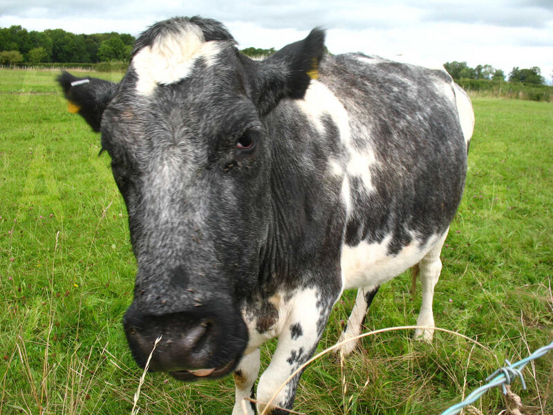 black and white cow in a field