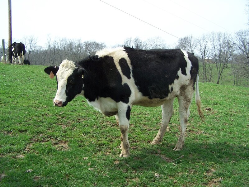 black and white cow in a field