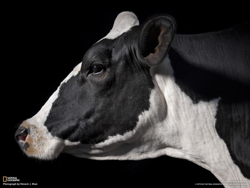 black and white cow portrait
