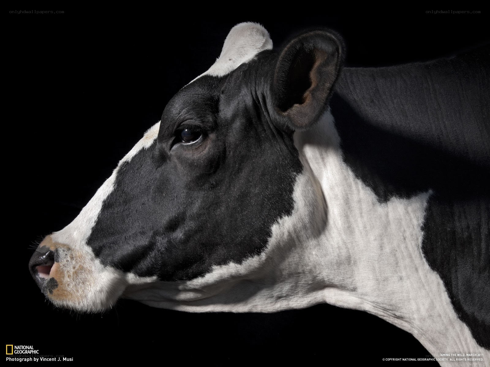 black and white cow portrait