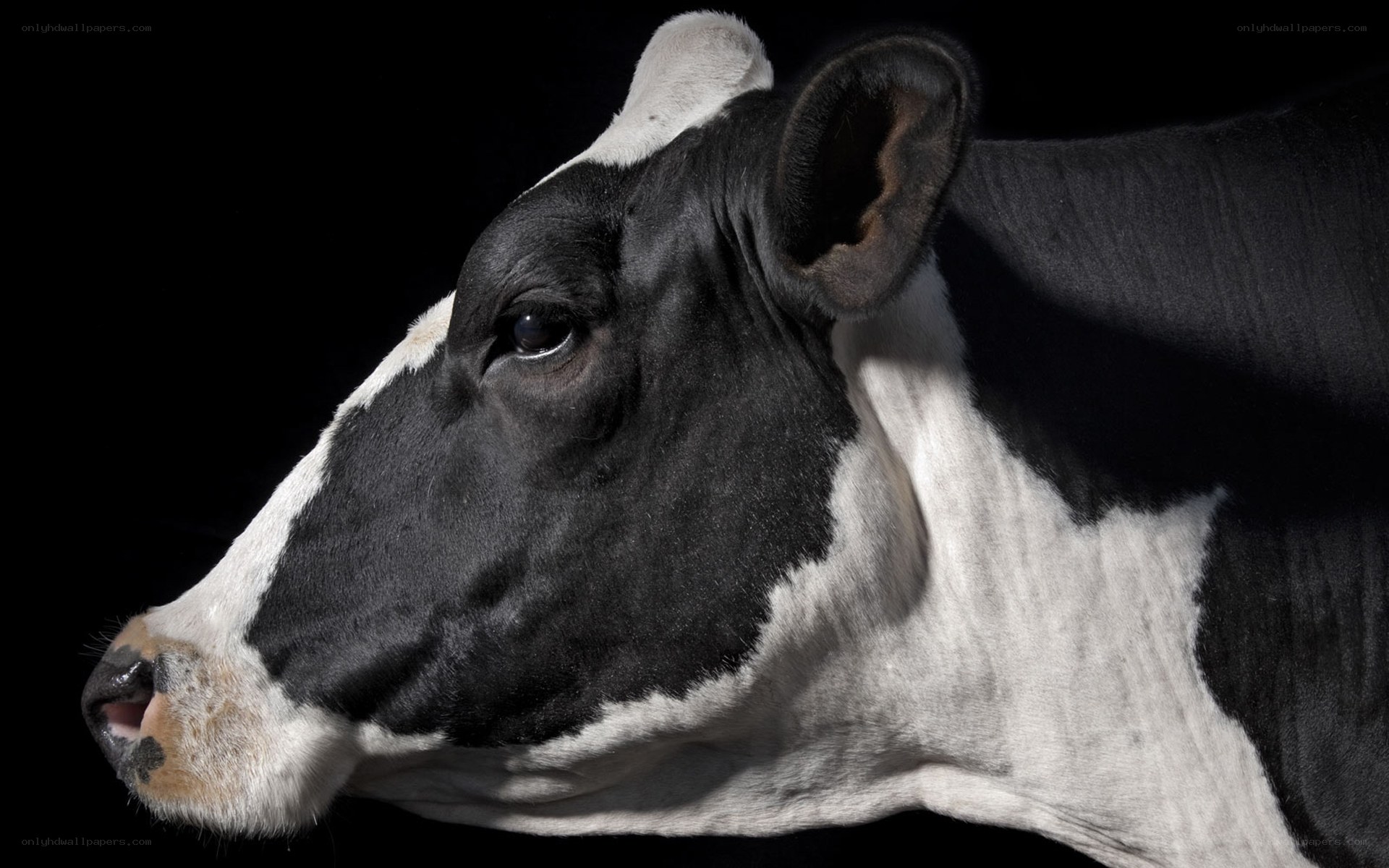 black and white cow profile