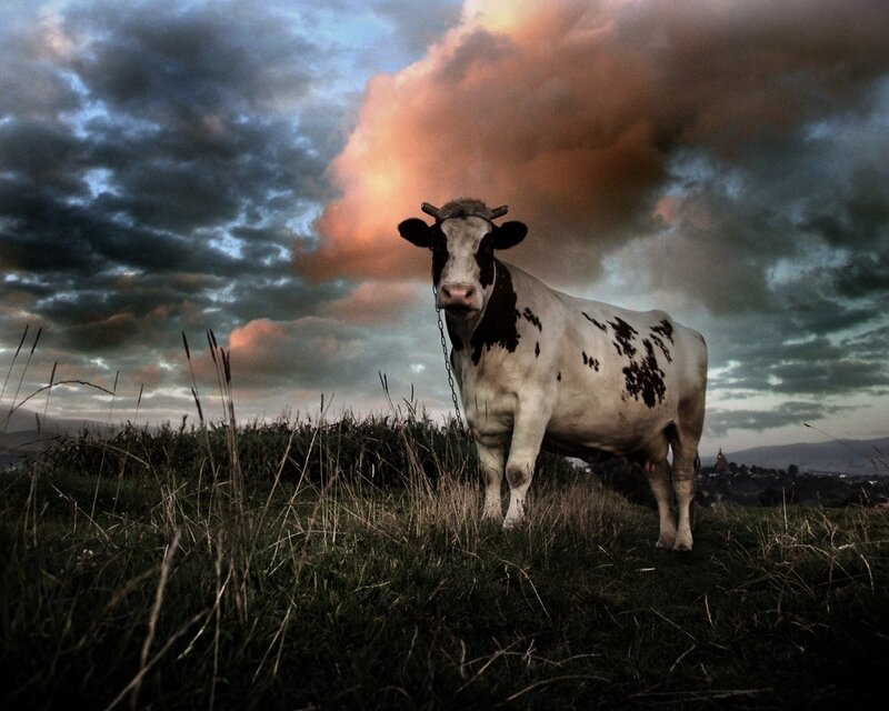 Black-and-white Cow — White, Dramatic