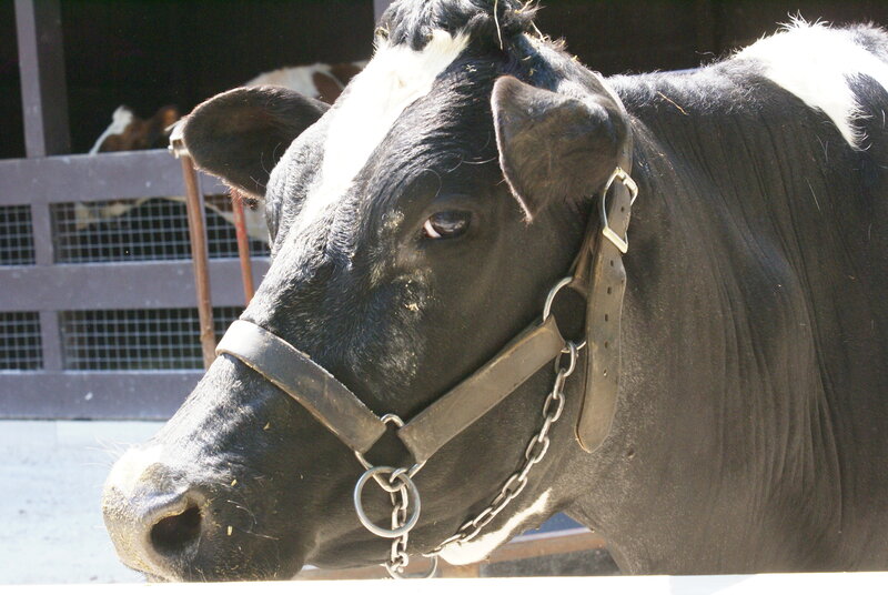 black and white cow with halter
