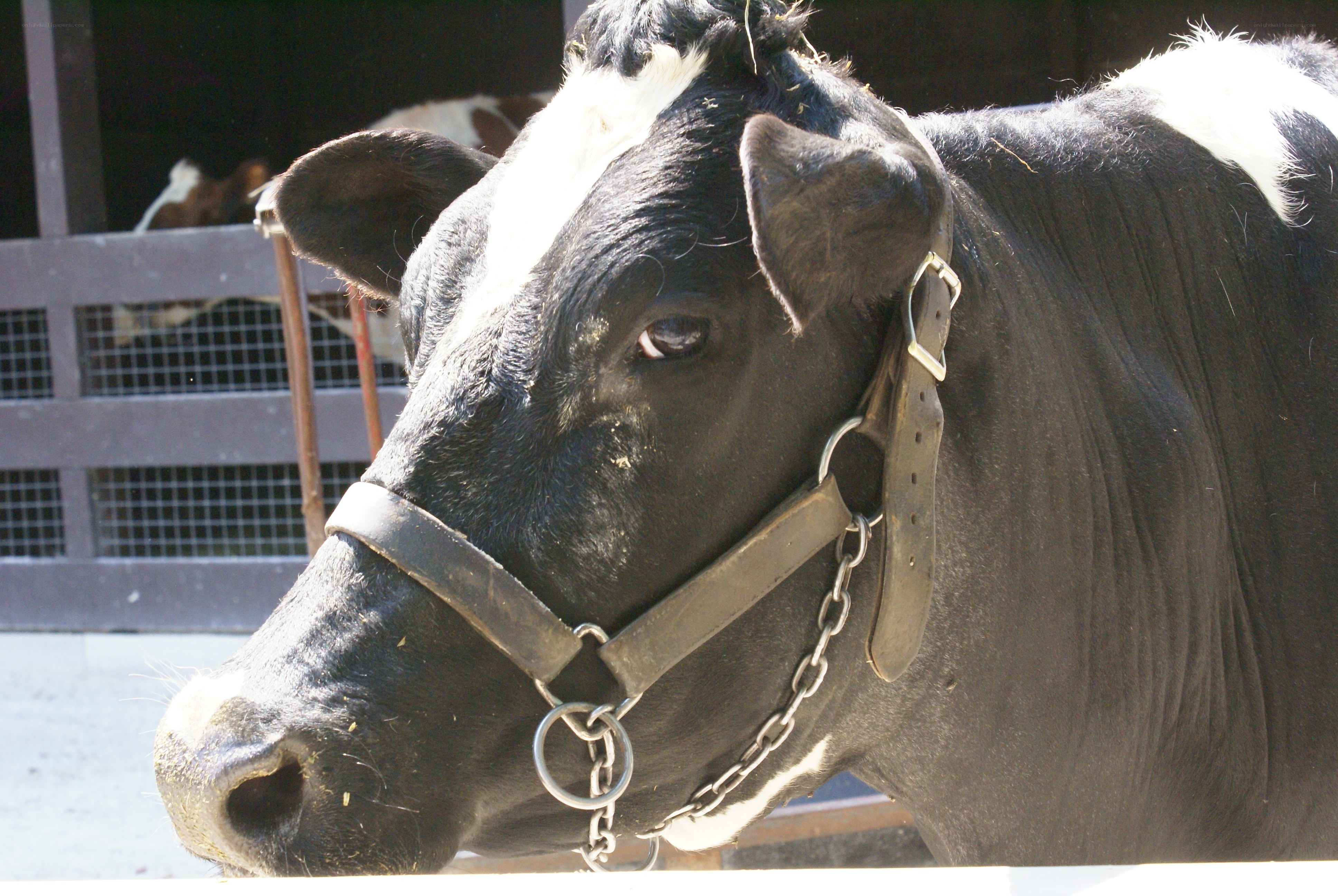 black and white cow with halter