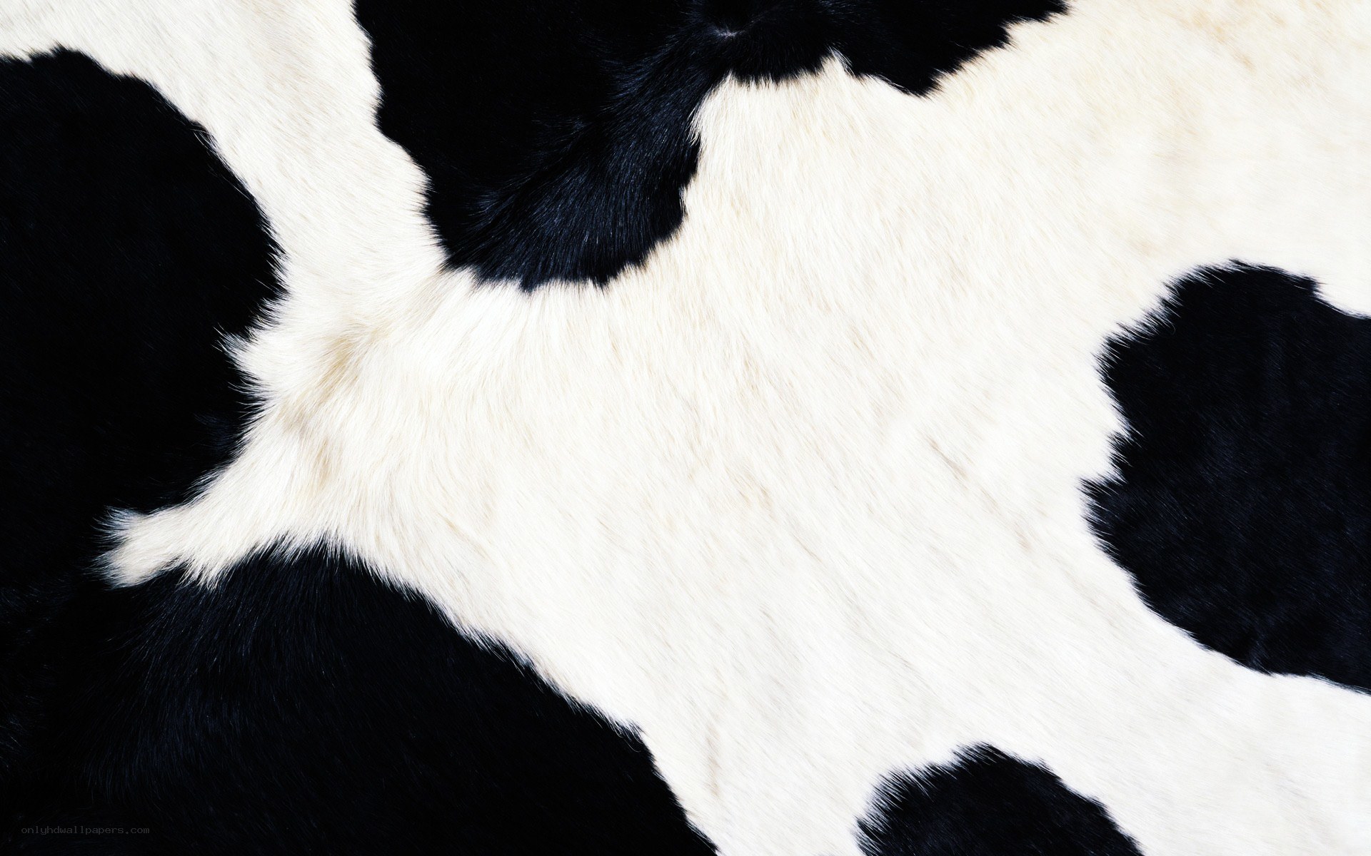 black and white cowhide pattern
