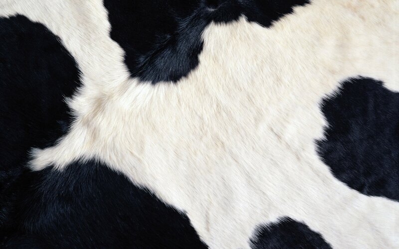 black and white cowhide pattern