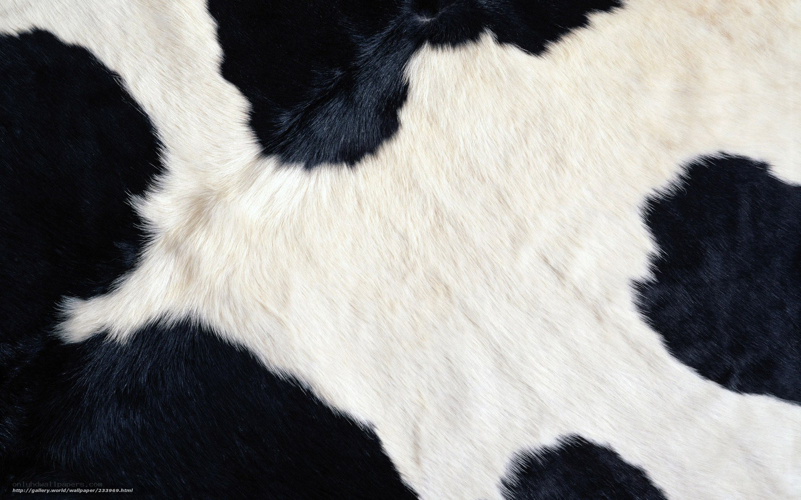 black and white cowhide texture