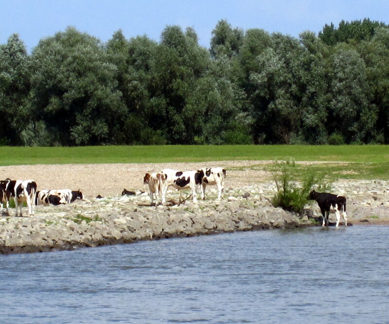 Black and White Cows — Blue, Calm
