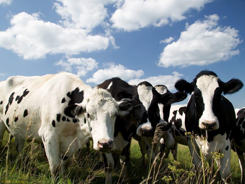 Black and White Cows — Blue